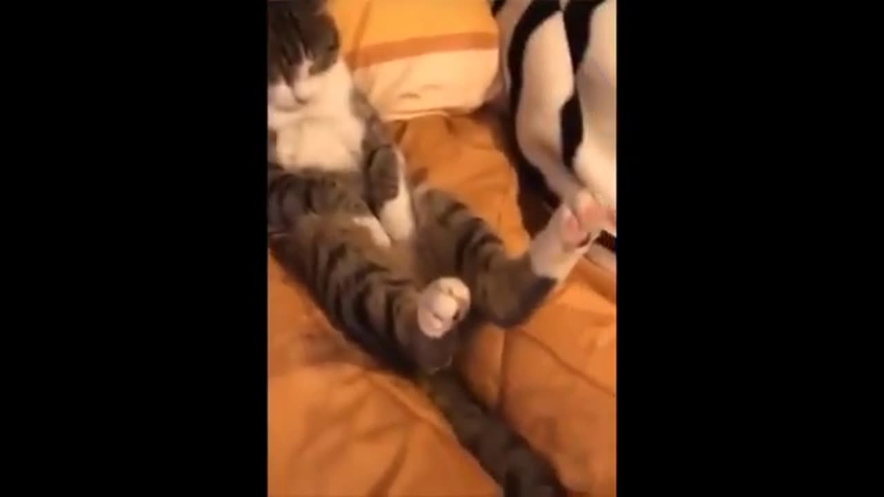 Try Not To Laugh Dogs And Cats 😁 - Best Funniest Animals Video 2023