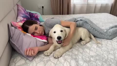 Golden Retriever Puppy Wakes up his Human Mom for a Hug