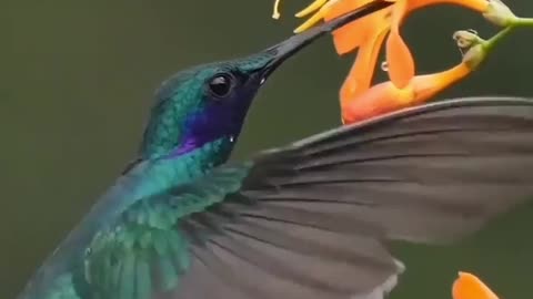 Beautiful cute birds. Beautiful nature video