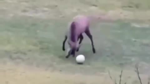 Football Deer