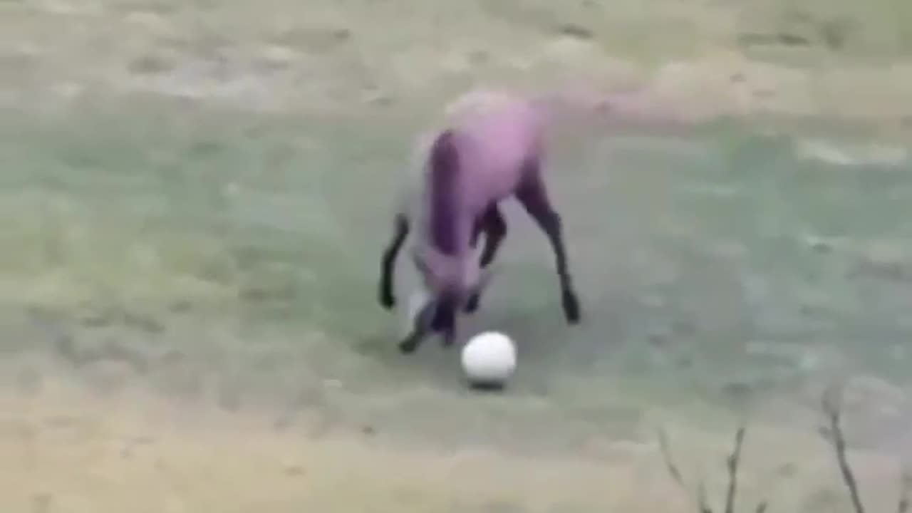 Football Deer