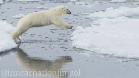 The Fascinating World of Polar Bears in ARCTIC REGION🏔: Adaptations, Behavior, and Conservation