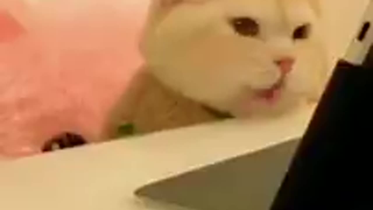 Try Not to Laugh Animal Videos