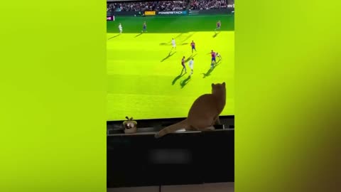 My cat shock in TV funny video