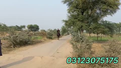 Big hight horses:dancer horse:chak 175 jb jhang