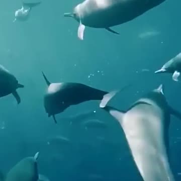 scuba diving with dolphins. and listen to dolphins talk. too great