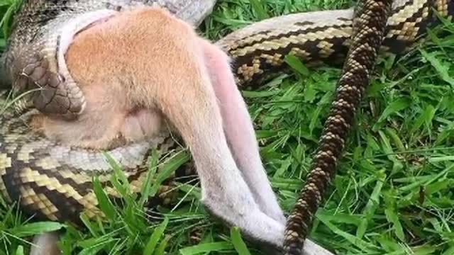 Taban swallows an entire kangaroo