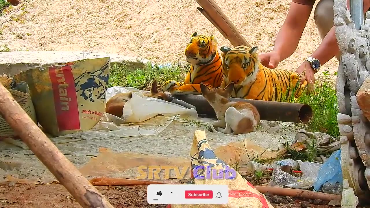 "Laugh Guaranteed! Fake Tiger Prank on Dog Gone Wild!"