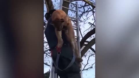 Helping animal