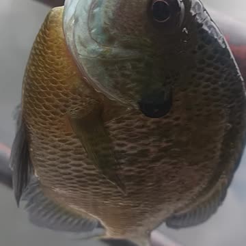 Bluegill kissena