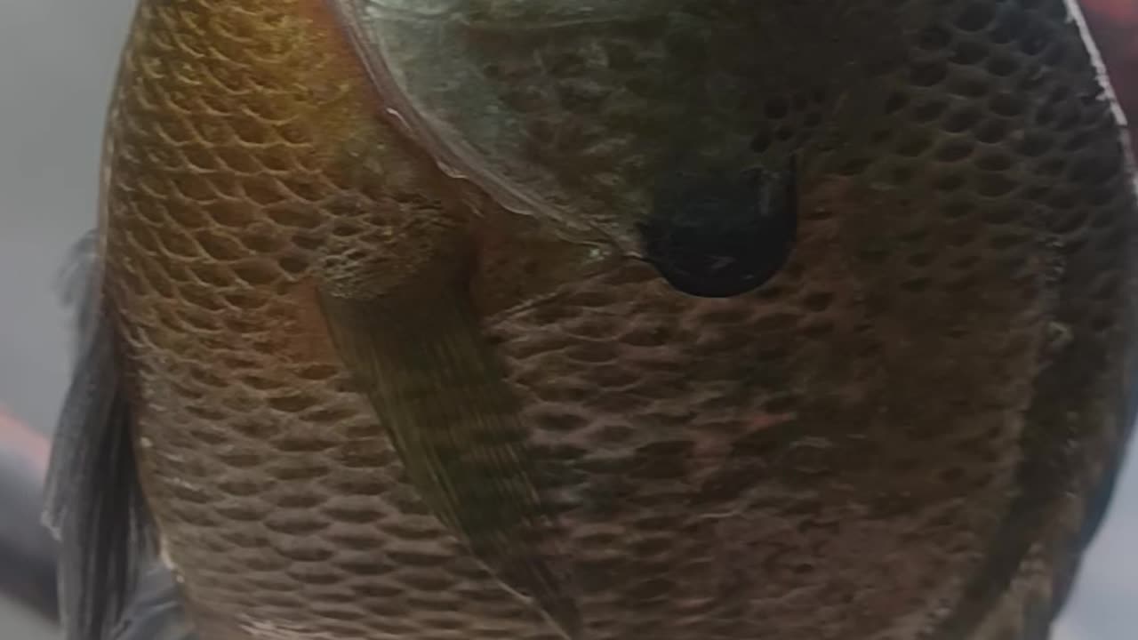 Bluegill kissena