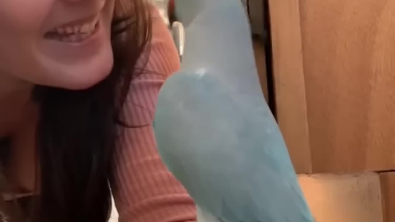 A Blue Chicken