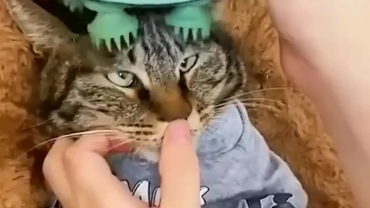 F͟͟͟͞͞͞u͟͟͟͞͞͞n͟͟͟͞͞͞n͟͟͟͞͞͞y͟͟͟͞͞͞a͟͟͟͞͞͞n͟͟͟͞͞͞i͟͟͟͞͞͞m͟͟͟͞͞͞a͟͟͟͞͞͞l͟͟͟͞͞͞s͟͟͟͞͞͞