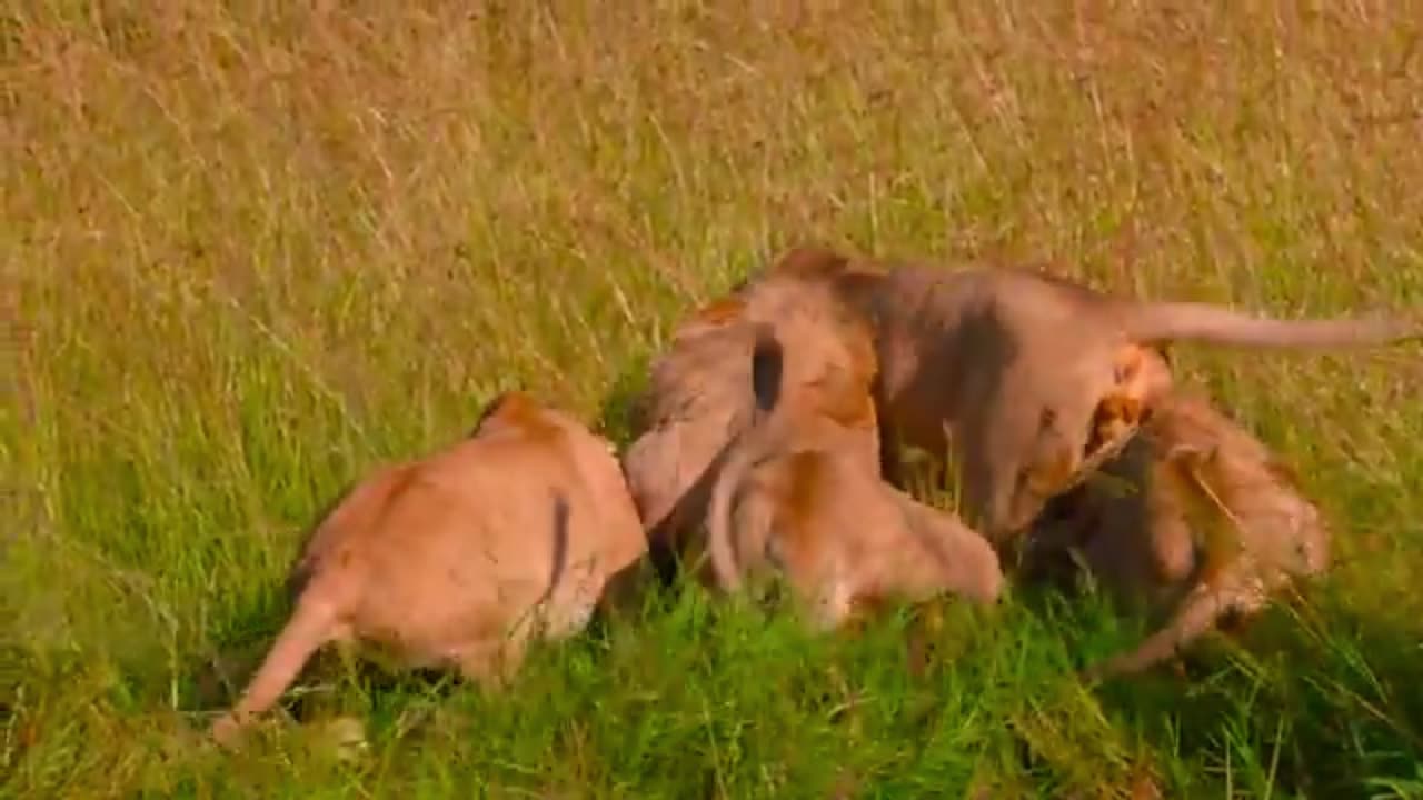 Heartwarming and Heartbreaking | The Lion Brothers’ Journey