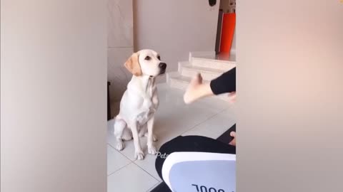 Funny cats and dogs