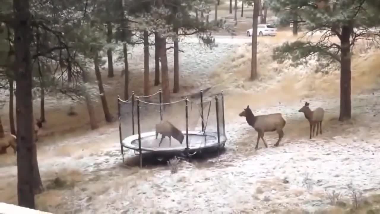 various animals