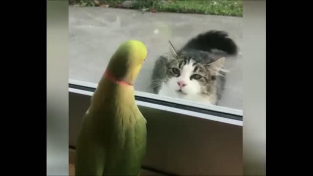 See parrot fide from cat