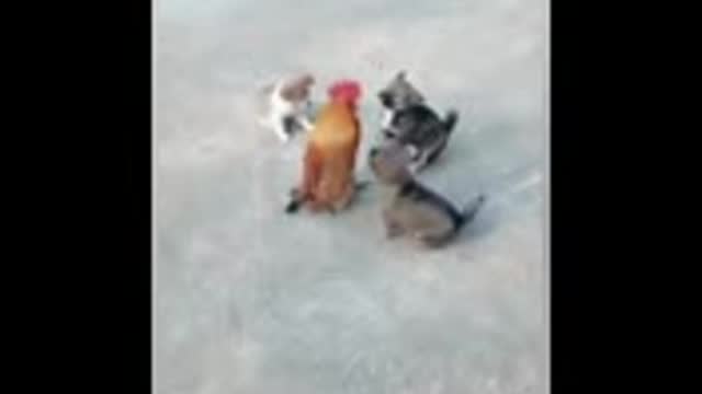 Chicken vs dog fight