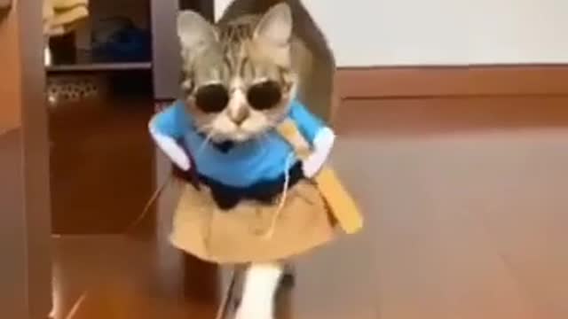 Funny Cat video