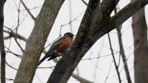 Puffy Birds