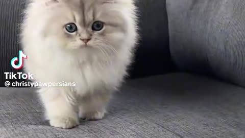 Persian cat