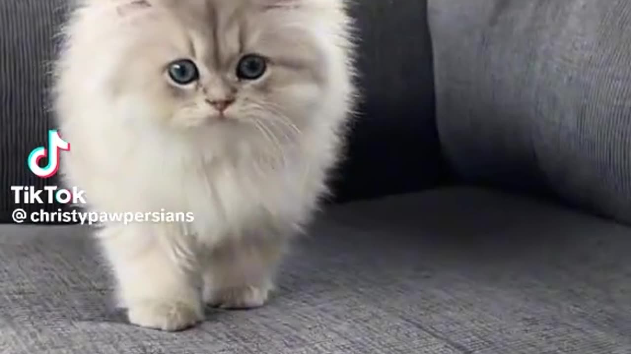 Persian cat