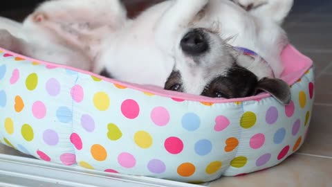 Peoples care their dogs so much and provide every facility