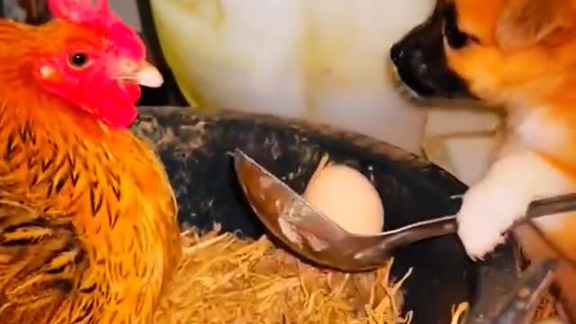 Puppies And Chicken Funny Compilation Videos 2023 Animals Funny Videos #shorts #animals #ytshorts