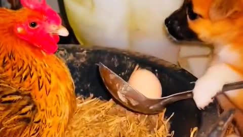 Puppies And Chicken Funny Compilation Videos 2023 Animals Funny Videos #shorts #animals #ytshorts