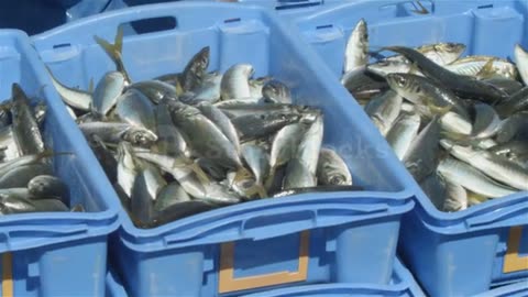 #Fishing#Sea#Fish Commercial Fishing Industry Fisherman Fish Stock Footage Sbv 301110369 Storyblocks