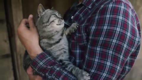 Funny cat