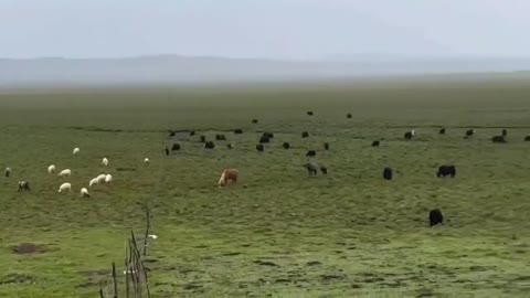 White flocks of sheep, beautiful scenery