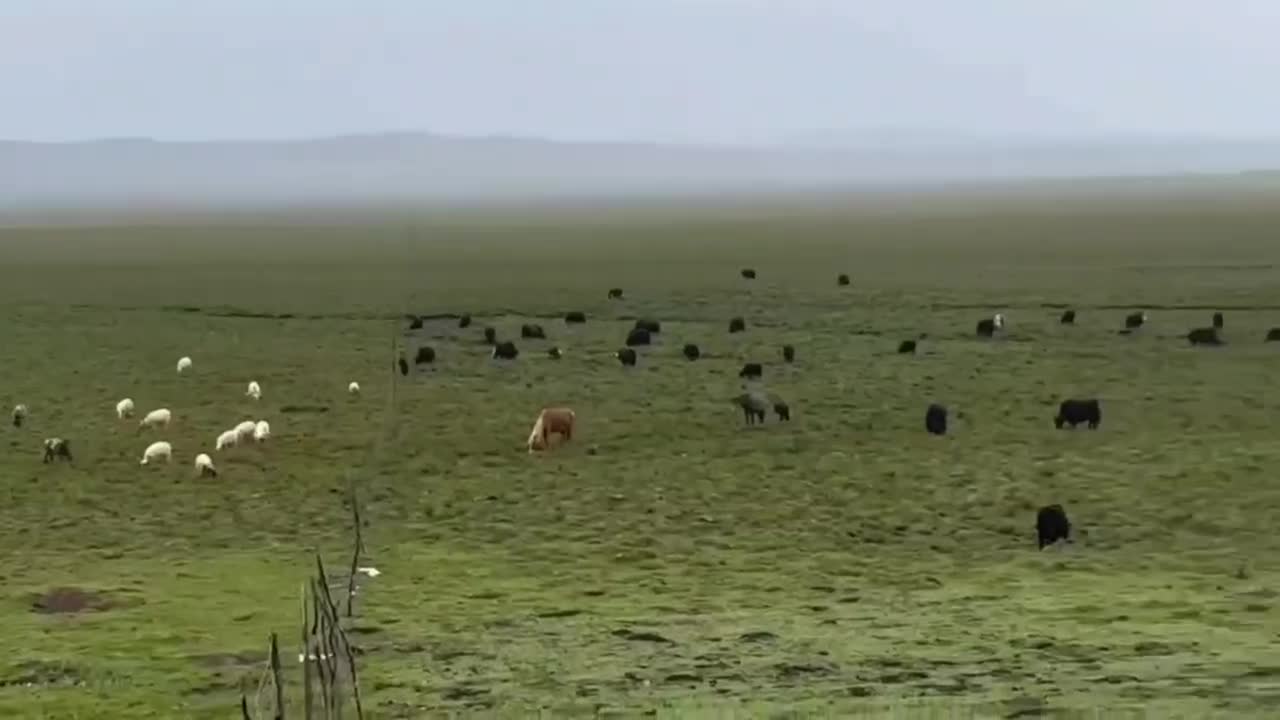 White flocks of sheep, beautiful scenery