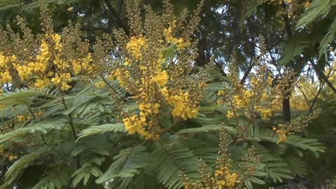 Peltophorum Pterocarpum Tree, Fragrant Flowering Ferrugineum Garden Copper Pod