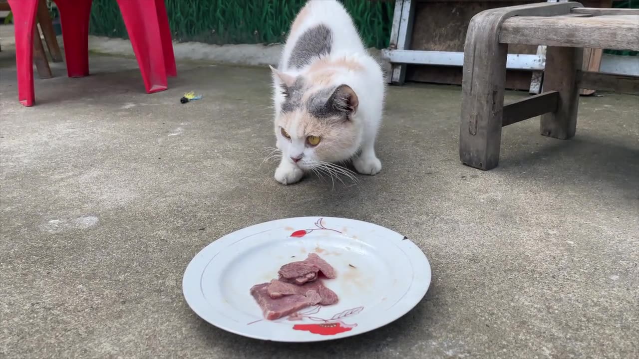 Duck Batian: Little Cat Encounters a Food Snatching Battle