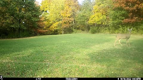 8 pt buck in food plot. 2022 Fall food plot video 4