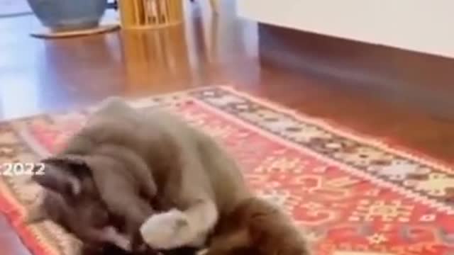 Funny Cute Dogs & Cats