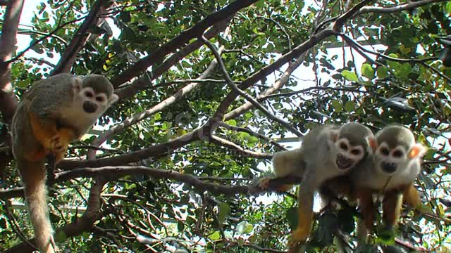 Five Squirrel monkeys
