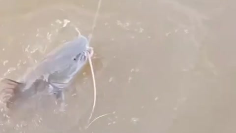 This is a beautiful and charming water-dwelling species