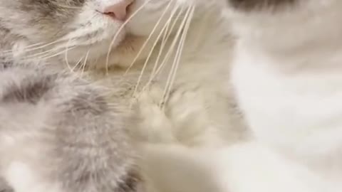 Um gatinho que massageia cuidadosamente