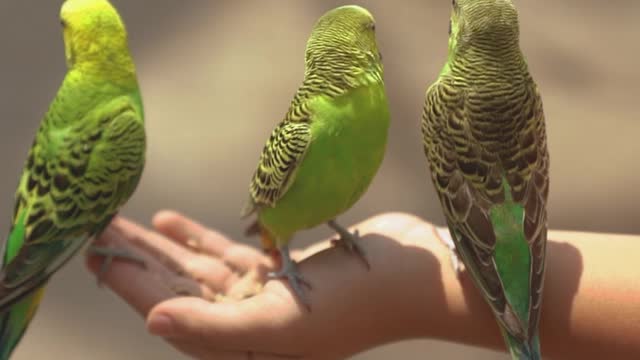 Lucky birds...