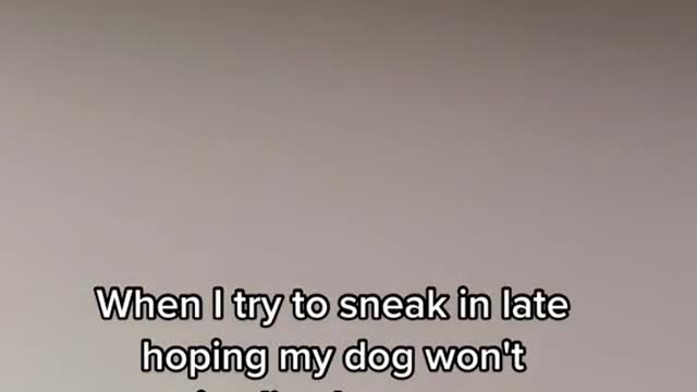 When I try to sneak in late hoping my dog