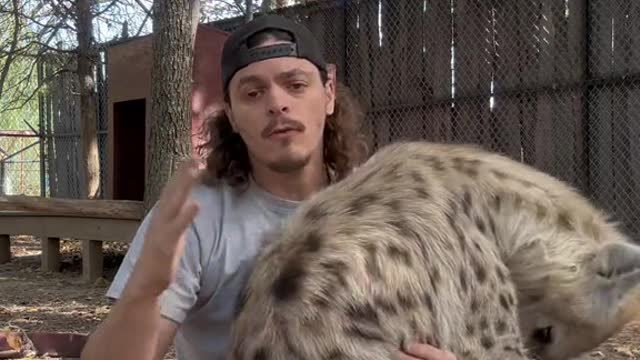 They are definitely bigger than lion king made you think. What else would y’all like to know.