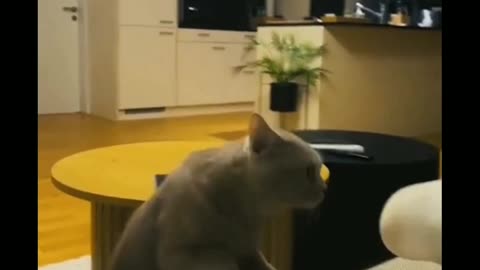 Funny moments of cat 🐈 #funny #cat #comedy
