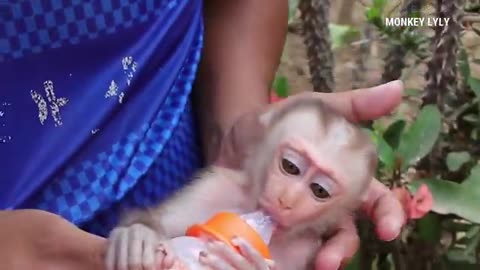 Cute baby monkey drinking milk