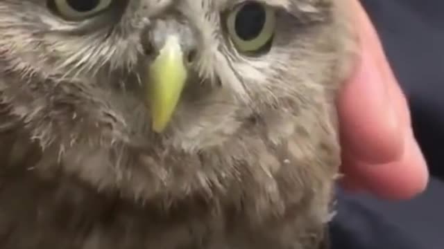 best funny animals videos