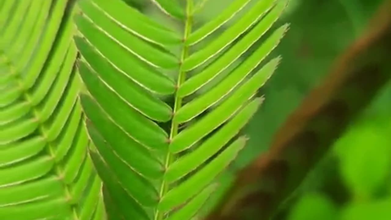 Nature πΏπ