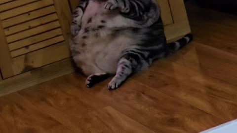Lazy fat cat