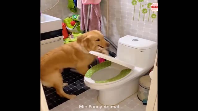 Baby Cats and dog Cute and Funny Cat Videos Compilation