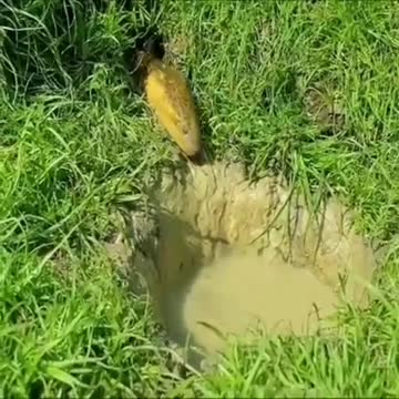 Attacking in a fish neutral